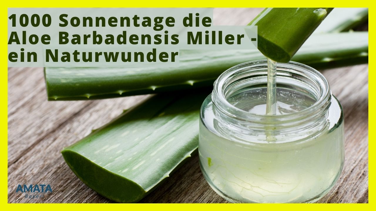 1000 Sonnentage: Die Aloe Barbadensis Miller - ein Naturwunder - Amata  Bayerl %