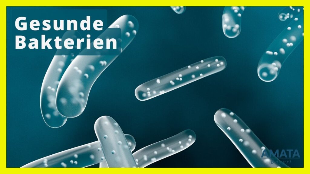 Darmbakterien